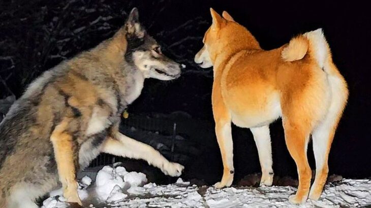 雪の積もる庭で、おもちゃを失くしてしまった犬→まさかの『狼犬が見せた奇跡の大活躍』に1万いいね「格好良すぎ」「頼もしくて感動」と称賛(ブログ)