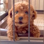 赤ちゃん犬がケージの中から猛抗議をしてきた結果…悶絶必至の『かわいすぎる怒り方』が36万再生「たまらん」「ぬいぐるみが動いてる？」と絶賛(ブログ)