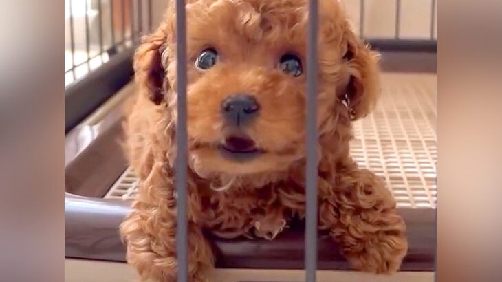 赤ちゃん犬がケージの中から猛抗議をしてきた結果…悶絶必至の『かわいすぎる怒り方』が36万再生「たまらん」「ぬいぐるみが動いてる？」と絶賛(ブログ)