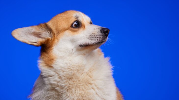 愛犬を『期待』させてしまっている？飼い主が避けるべきからかい行為3つとは(ブログ)