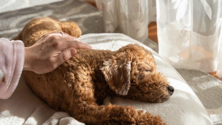 愛犬が死期が迫っているとき、飼い主が後悔しないためにすべきこと7つ　必要な事前準備まで(ブログ)