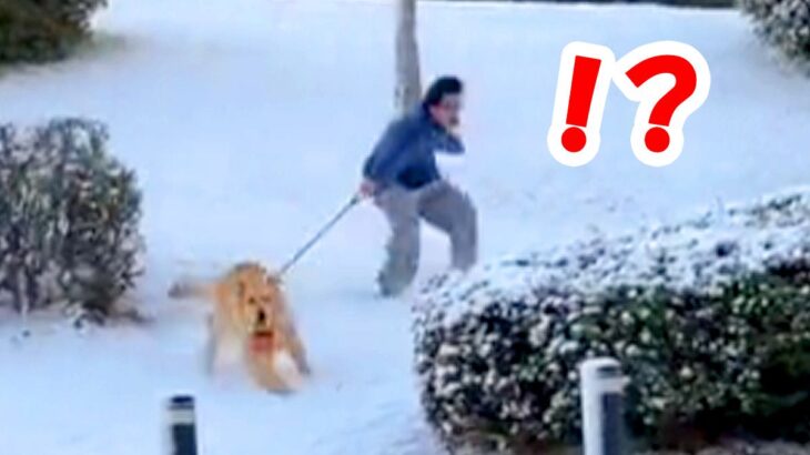 雪道を散歩中、大型犬に引っ張られ…まさか過ぎる『ハプニング』が149万再生「悪いけど笑ったｗ」「リード離さないの偉い」爆笑と称賛の声(ブログ)