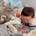 赤ちゃんの鼻水を拭いたら大号泣→ハスキー犬が慰めようとして…心配で見せた行動が尊すぎると4万再生「優しい」「弟想いで素敵」と絶賛の声(ブログ)
