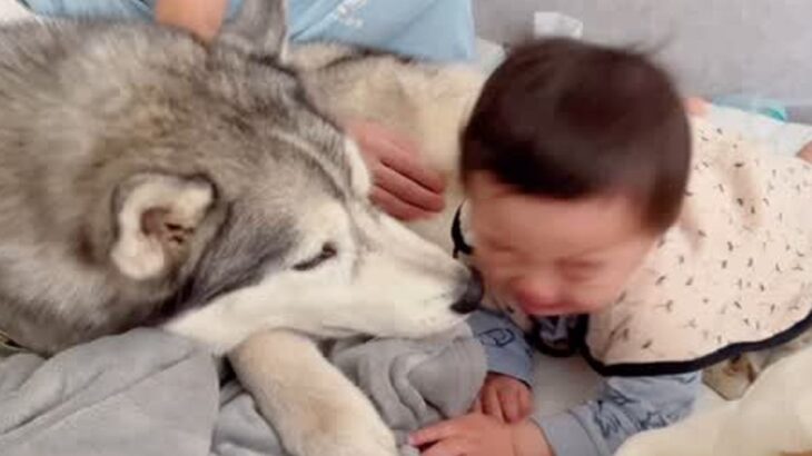 赤ちゃんの鼻水を拭いたら大号泣→ハスキー犬が慰めようとして…心配で見せた行動が尊すぎると4万再生「優しい」「弟想いで素敵」と絶賛の声(ブログ)