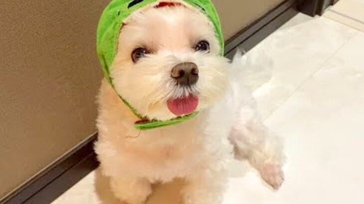 お風呂に入っていたら、犬が突撃してきて…まさかの『可愛すぎる理由』が3万6000再生「見せたかったんだね」「カワイイ怪獣すぎる」と悶絶(ブログ)
