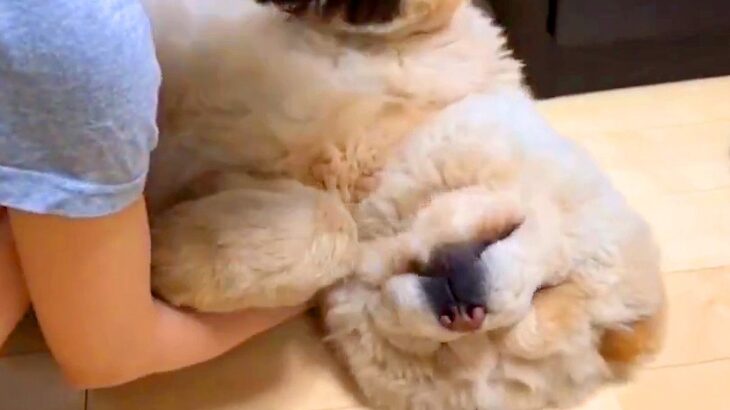 リビングで寝てしまったチャウチャウ犬→起こそうとした結果…想像以上に『くにゃくにゃな姿』に1万いいね「寝坊助かわいいｗ」「ぬいぐるみ？」(ブログ)