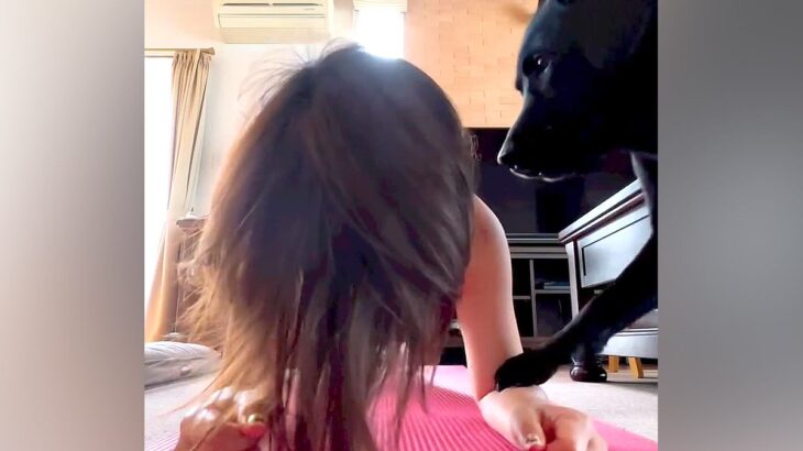 家で運動をしていたら…『おい！どうした！？』まさかの心配性すぎる大型犬の姿が490万再生「ある意味スパルタで草」「可愛すぎるｗ」と絶賛(ブログ)
