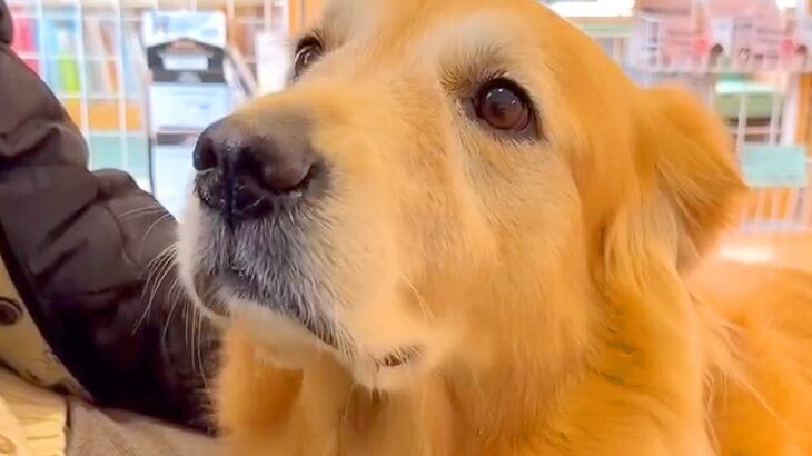 注射をしに動物病院へ行ったら、大型犬が…あまりにも尊い『怖がり方』と終わった後の表情が10万再生「ビフォアフすごいｗ」「お顔が全然違う」(ブログ)