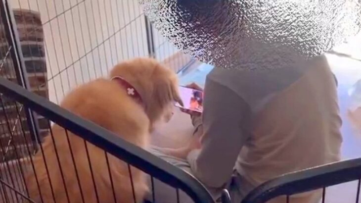 朝起きて一階に行ったら、旦那と大型犬が…リビングでしていた『まさかの行動』に13万いいね集まる「本当に犬なのか？ｗ」「画面の角度が最高」(ブログ)