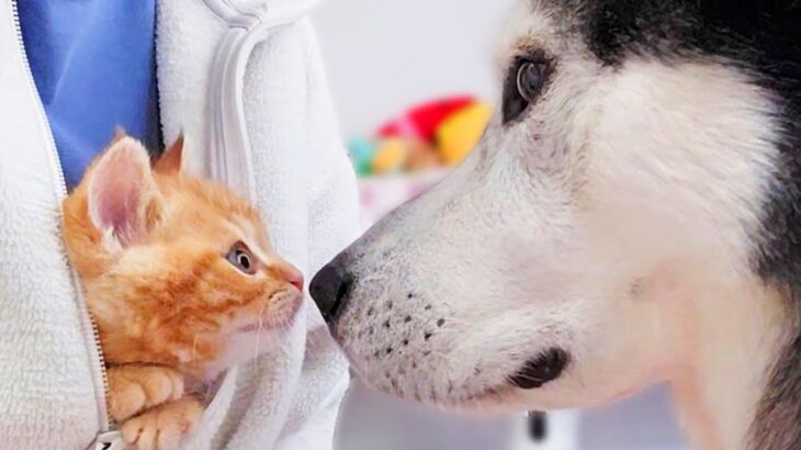 子猫が『初めて大型犬を見た』結果→ビビり散らかした数分後…尊すぎる『まさかの光景』が24万再生「可愛いが溢れてる」「映画みたい」と絶賛(ブログ)