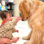『お留守番する』と察して落ち込む大型犬→それを見た赤ちゃんが…思いもよらない『まさかの光景』が25万再生「優しさ溢れてる」「感無量…」(ブログ)
