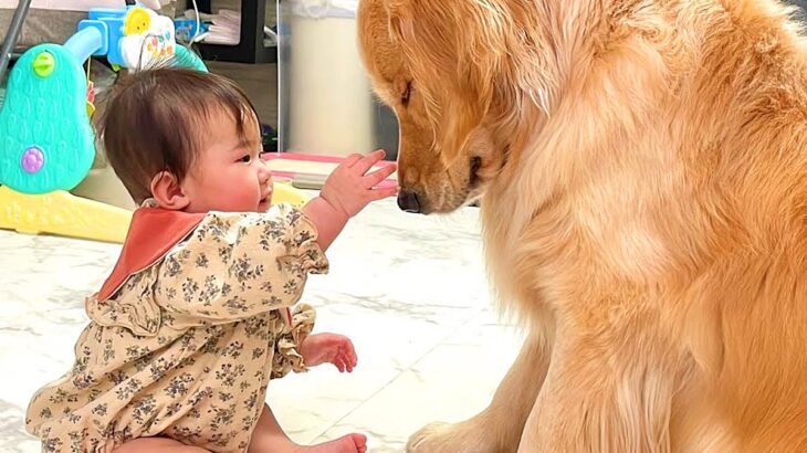 『お留守番する』と察して落ち込む大型犬→それを見た赤ちゃんが…思いもよらない『まさかの光景』が25万再生「優しさ溢れてる」「感無量…」(ブログ)