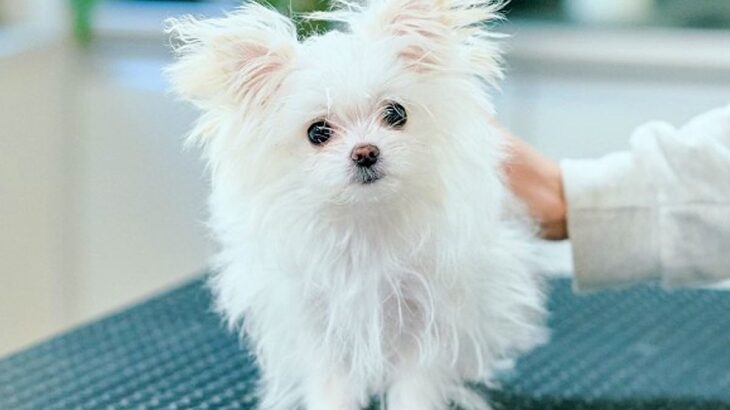 ボサボサに伸びた犬の毛をカットしたら…『まるで赤ちゃん？』子犬のようになるビフォーアフターが話題に「妖精さんかな？」「癒やされた」と悶絶(ブログ)