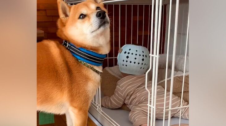 『ハウス』と言われた犬→ケージに赤ちゃんがいた結果…想定外すぎる展開で見せた『困惑の表情』が73万再生「あれ？って顔で草」「良い子ｗ」(ブログ)