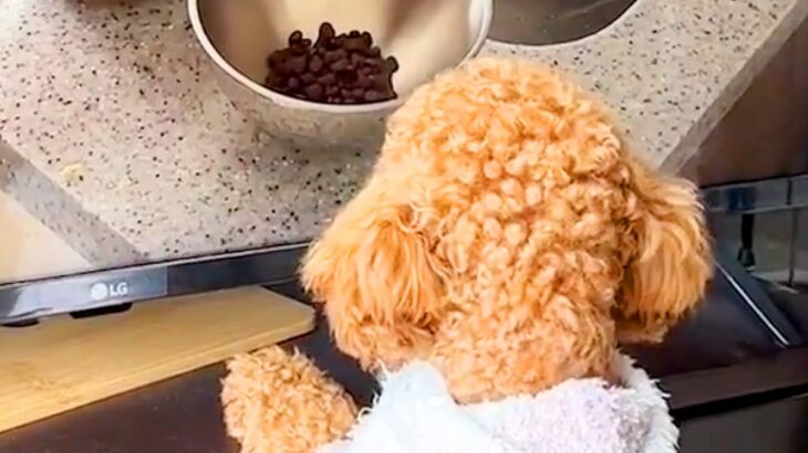 テレビに『犬のご飯』が映ったら、部屋にいたワンコが…まさかの『夢中になってしまう光景』が14万再生「可愛すぎるｗ」「食べたいよね」と反響(ブログ)