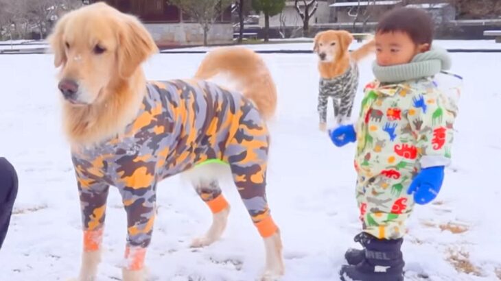 2センチの雪が積もったら、小さな男の子と大型犬たちが…想像以上に『大はしゃぎする光景』が8万再生「見てて幸せ」「可愛いにもほどがある」(ブログ)
