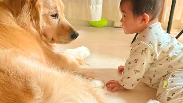 『まるで母親…？』2匹の犬が赤ちゃんと一緒に過ごした結果→あまりにも尊い『面倒見がよすぎる光景』が30万再生「優しさ溢れてる」と称賛の声(ブログ)