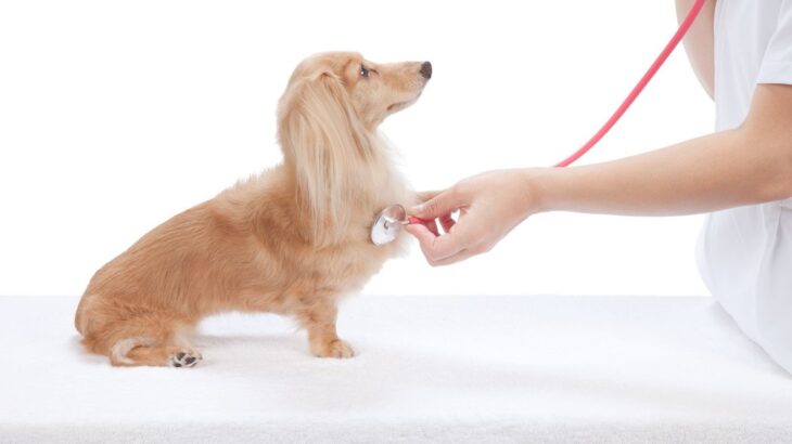 犬のくしゃみが止まらない…それは病気のサインかも？考えられる疾患(ブログ)