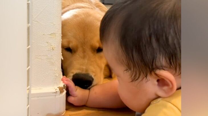 赤ちゃんが大型犬を目の前にしたら、壁に向かって…あまりにも尊い『通じ合っている光景』が151万再生「秘密のおはなし」「最強に可愛い」(ブログ)