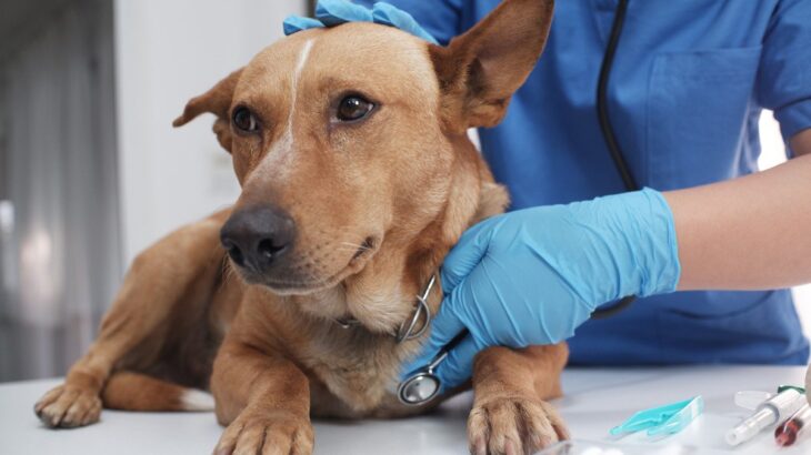 節約しすぎてはいけない『犬にかかる費用』5選　愛犬のために絶対必要な出費とは？(ブログ)