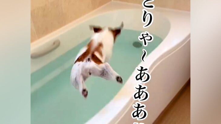 お風呂が好きすぎる犬→湯舟を見た瞬間に…想像をはるかに超える『衝撃的なダイブ』が53万再生「飛び込むスタイルｗ」「初めて見た」と大絶賛(ブログ)