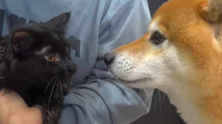 子猫が『初めてのシャワー』に挑戦→心配した犬が…感動的すぎる『まさかの対応』が4万再生「家族愛にウルッときた」「よく頑張った」と絶賛(ブログ)