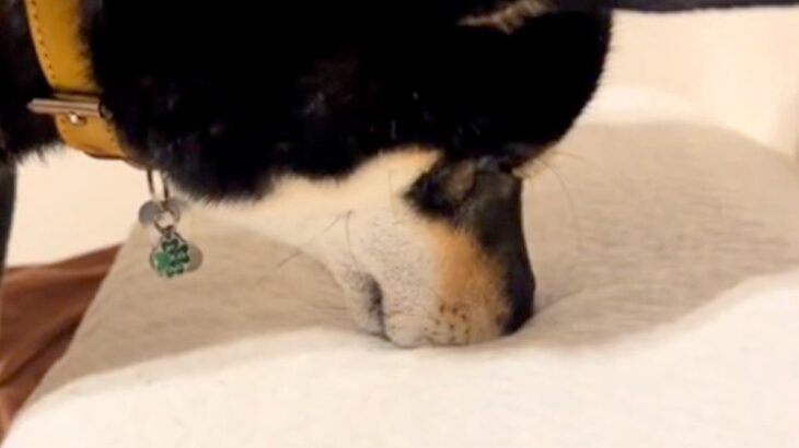 旦那の枕があまりにも臭すぎる→犬がニオイを嗅いだ結果…思った以上に『ブチギレまくる光景』が84万再生「激おこｗ」「いや喜んでる説」(ブログ)