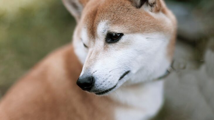 犬が飼い主とのスキンシップを拒絶しているサイン4選　絶対に触れてはいけないタイミングとは(ブログ)