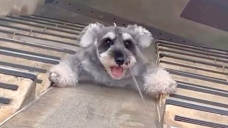 散歩中に階段が目の前にくると、犬が…『完全に想定外な上り方』を披露する光景が273万再生「滑り落ちてて草」「階段使わないのｗ」と爆笑(ブログ)