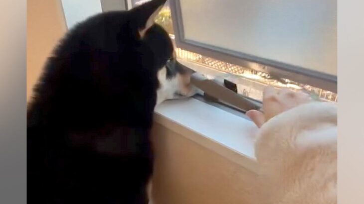 窓から外を覗いていた犬→『寒いから閉めるよ』と伝えると…まさかの『文句を言ってくる光景』が152万再生「めちゃ可愛いｗ」「外見たいよね」(ブログ)