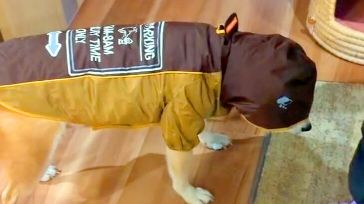 雨がっぱが嫌いな柴犬→お散歩に行こうとしたら…想像以上に『拒否柴を発揮する光景』が473万再生「フリーズしてて草」「本当に嫌なんだｗ」(ブログ)