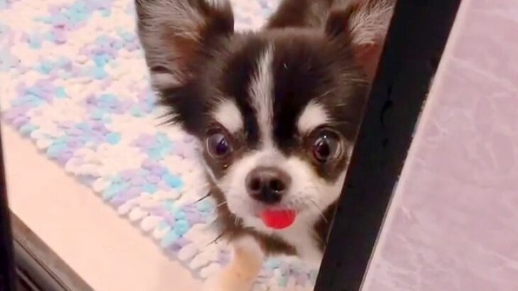 お風呂に入っていたら『一緒に入りたい』と犬がお願いしてきて…とんでもなく可愛い『とろけるような表情』が39万再生「めちゃ気持ちよさそう」(ブログ)