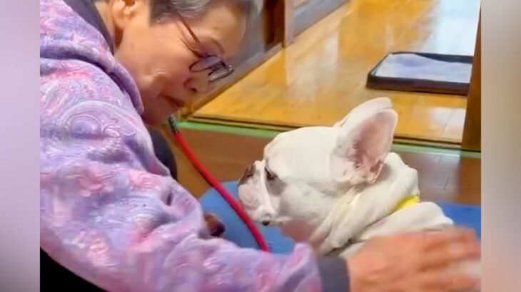 『犬があまり好きではなかったおばあちゃん』が、フレブルを飼ったら…想像できなかった『まさかの光景』が26万再生「メロメロｗ」「可愛い」(ブログ)