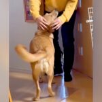 元保護犬とお兄ちゃんが4ヵ月ぶりに再会した結果…想像以上に喜びを爆発させる光景が4万再生「テンション爆上がり」「幸せ全開ジャンプすごい」(ブログ)