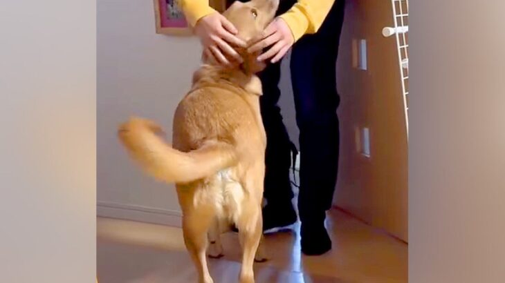 元保護犬とお兄ちゃんが4ヵ月ぶりに再会した結果…想像以上に喜びを爆発させる光景が4万再生「テンション爆上がり」「幸せ全開ジャンプすごい」(ブログ)