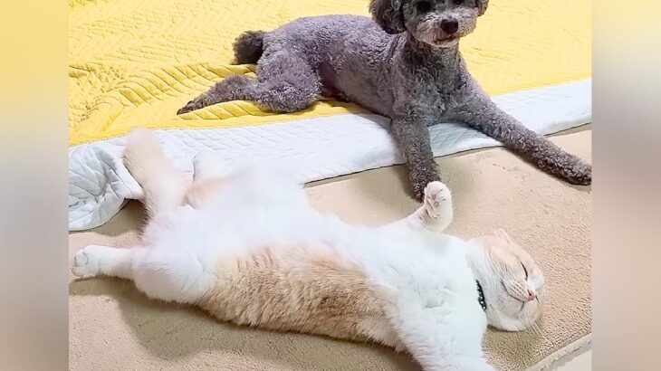 爆睡している猫が『オナラ』をした結果、隣にいた犬が…まるで人間のようなリアクションが226万再生「こいつ屁こきましたって顔で草」と爆笑(ブログ)
