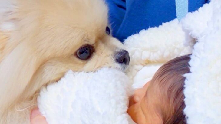 犬が『生まれたての赤ちゃん』と初対面した結果…ビビりながらも挨拶する『優しい光景』が1万再生「逃げちゃったｗ」「お姉ちゃん頑張れ」(ブログ)