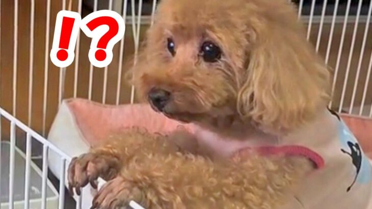 トイレをしようとする犬→あまりにも独特すぎる『ウンチングポーズ』が衝撃的だと178万再生「絶対人間で草」「外してるやないかいｗ」と爆笑(ブログ)