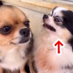 犬が『構ってアピール』したら、もう１匹がブチギレて…想像以上な『険しすぎる怒り顔』が20万再生「顔怖くて草」「面白すぎるｗｗ」と爆笑の声(ブログ)