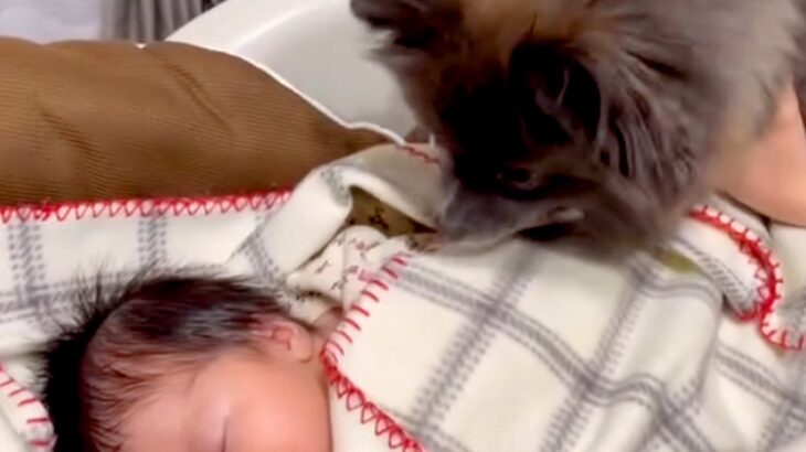 赤ちゃんと犬を『初めて会わせてみた』結果…ほっこりが止まらない『尊すぎるご挨拶』が2万再生「尻尾ブンブンで最高」「幸せのおすそ分け」(ブログ)
