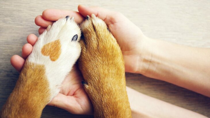 犬が『尊敬している人』だけにみせる行動5選　愛犬が飼い主に憧れを抱くタイミングとは？(ブログ)