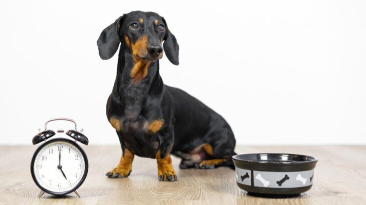 犬にごはんを与えるときの『適切な時間』とは？ベストなタイミングまで(ブログ)