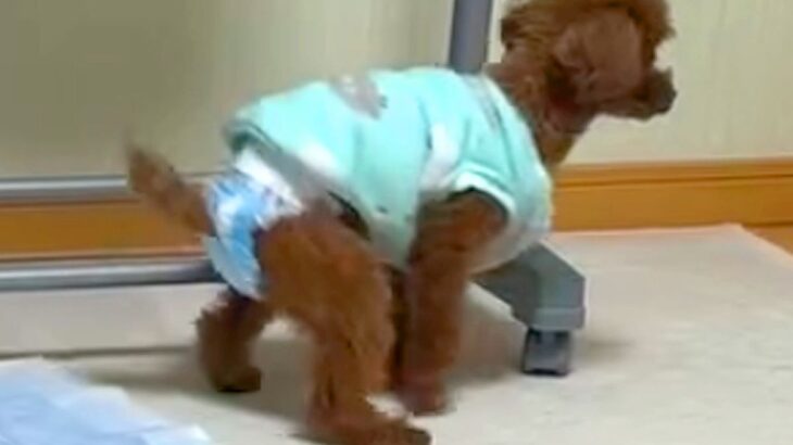 オムツをつけた犬→トイレをしようとした結果…あまりにもシュールな『コントのような光景』が11万再生「ちょっと違うｗ」「気持ちは伝わる」(ブログ)
