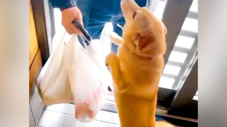 おじいちゃんが好きすぎる犬→トイレに行っただけで…尊すぎる『まさかの反応』が33万再生「熱烈歓迎で最高」「本当の孫みたいでほっこり」(ブログ)
