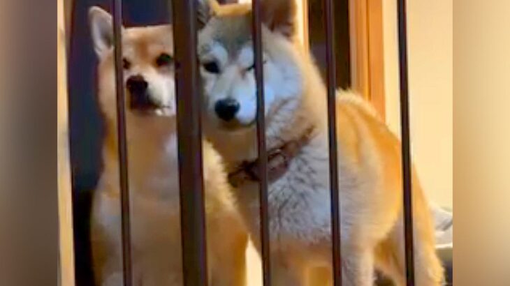料理中に忍び寄る3匹の犬→侵入防止用に『柵を設置』した結果…執念感じる『衝撃の行動』が12万再生「逃げれなくて草」「諦めてｗｗ」と爆笑(ブログ)