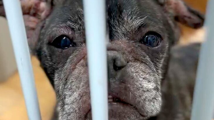 『ガリガリだった繁殖犬』を保護→新たな家族が決まり…里親が語った『お迎えした理由』が42万再生「巡り逢えて良かった」「素敵な飼い主さん」(ブログ)