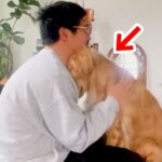 悪いことをしてママに怒られてしまった大型犬が…まさかの『パパに助けを求める光景』が愛おしいと79万再生「駆け込み寺ｗ」「表情で喋ってる」(ブログ)