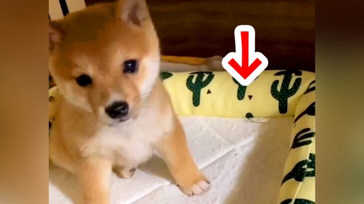 犬が赤ちゃんの時に買ったベッド→数年後…思っていたのと違う『現在の使い方』が面白すぎると12万再生「破壊力ｗ」「うちも同じ」と爆笑(ブログ)