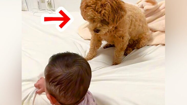 『赤ちゃんに触っちゃダメだよ』と犬に伝えた結果…葛藤しながらも見せた『お利口すぎる光景』が374万再生「優しいワンコ」「みんな可愛い」(ブログ)