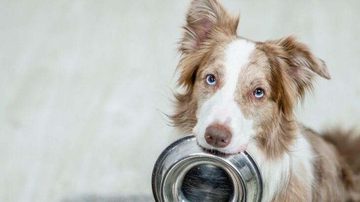 犬が『キュンキュン』という鳴き声を出す理由5選　鳴いているときにやってはいけないNG行為まで(ブログ)